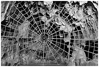 Spiderweb-like gate closing  Crystal Cave. Sequoia National Park ( black and white)
