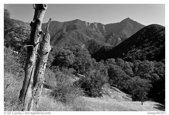 Sierra Nevada hills with bird-pegged tree. Sequoia National Park (black and white)