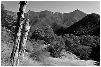 Sierra Nevada hills with bird-pegged tree. Sequoia National Park, California, USA. (black and white)