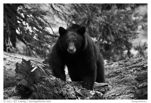 Black bear, frontal portrait. Sequoia National Park (black and white)
