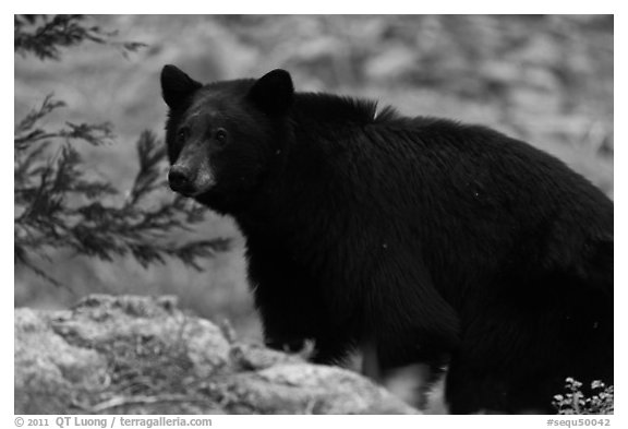Black bear, Lodgepole. Sequoia National Park (black and white)