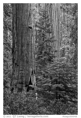 Giant Sequoias in the Giant Forest. Sequoia National Park (black and white)