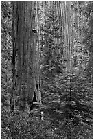 Giant Sequoias in the Giant Forest. Sequoia National Park ( black and white)