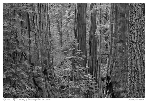 Red bark of Giant Sequoia contrast with green leaves. Sequoia National Park (black and white)