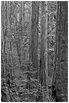Sequoias forest. Sequoia National Park, California, USA. (black and white)