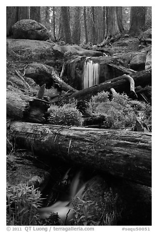 Cascading stream in sequoia forest. Sequoia National Park (black and white)