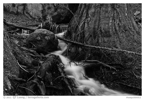 Stream at base of sequoia tree. Sequoia National Park (black and white)