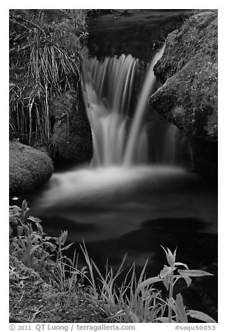 Stream cascade. Sequoia National Park (black and white)