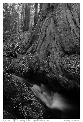 Brook at the base of giant sequoia tree. Sequoia National Park (black and white)