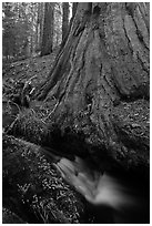 Brook at the base of giant sequoia tree. Sequoia National Park ( black and white)