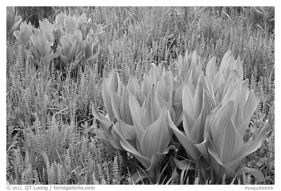 Corn lillies and flowers, Round Meadow. Sequoia National Park (black and white)