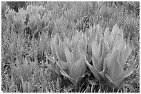 Corn lillies and flowers, Round Meadow. Sequoia National Park, California, USA. (black and white)