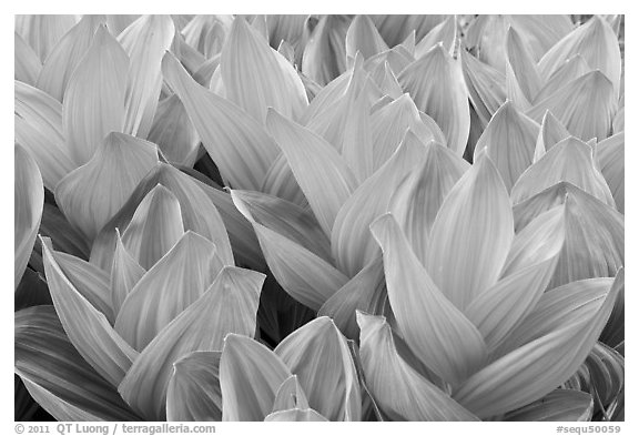 Corn lilly, Round Meadow. Sequoia National Park (black and white)