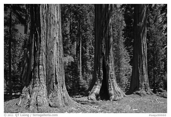 Group of Giant Sequoias, Round Meadow. Sequoia National Park (black and white)