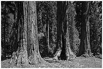 Group of Giant Sequoias, Round Meadow. Sequoia National Park ( black and white)