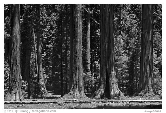 Hiker on boardwalk at the base of Giant Sequoias. Sequoia National Park (black and white)