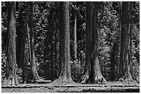 Hiker on boardwalk at the base of Giant Sequoias. Sequoia National Park, California, USA. (black and white)