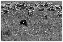 Black bear in Round Meadow. Sequoia National Park, California, USA. (black and white)