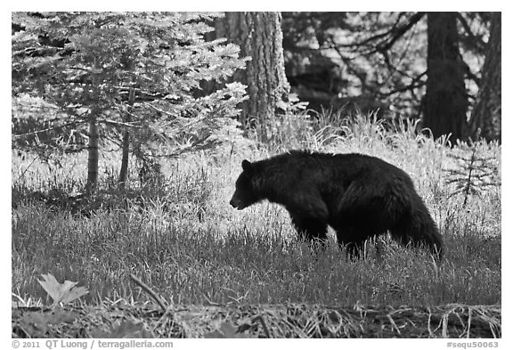 Black bar in forest, Round Meadow. Sequoia National Park (black and white)