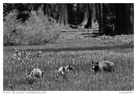 Mother and bear cubs with sequoia trees behind. Sequoia National Park (black and white)