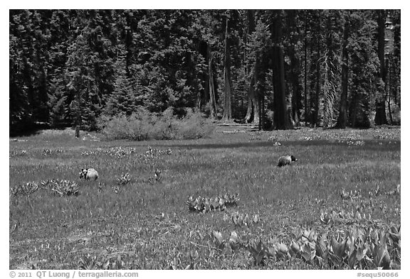 Round Meadow with bear family. Sequoia National Park, California, USA.