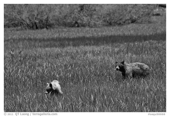 Mother bear and cub grazing in Round Meadow. Sequoia National Park (black and white)