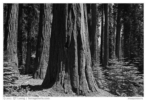 Sunlit sequoia trees. Sequoia National Park (black and white)