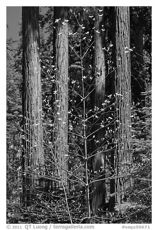 Dogwood in early bloom and sequoia grove. Sequoia National Park (black and white)