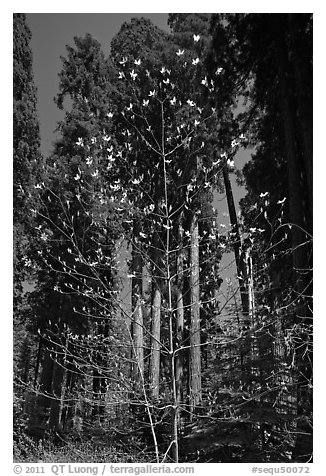 Blooming dogwood and grove of sequoia trees, Hazelwood trail. Sequoia National Park (black and white)