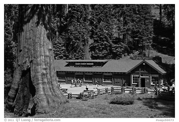 Giant Forest Museum. Sequoia National Park (black and white)