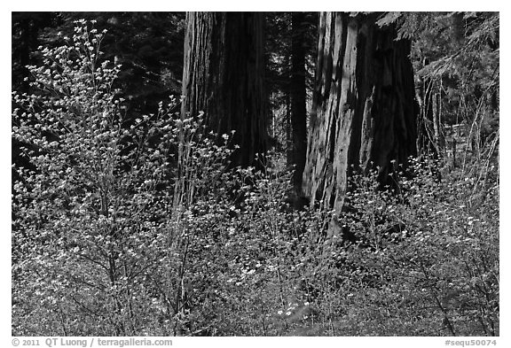 Dogwoods and sequoias. Sequoia National Park (black and white)