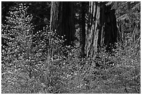 Dogwoods and sequoias. Sequoia National Park ( black and white)