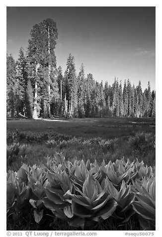 Corn lillies and sequoias in Crescent Meadow. Sequoia National Park (black and white)