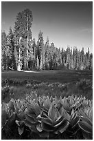 Corn lillies and sequoias in Crescent Meadow. Sequoia National Park, California, USA. (black and white)