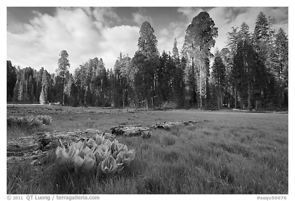 Crescent Meadow, late afternoon. Sequoia National Park (black and white)