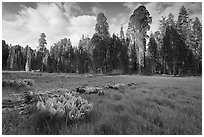 Crescent Meadow, late afternoon. Sequoia National Park, California, USA. (black and white)