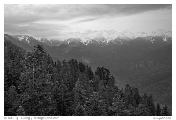 Forest and Great Western Divide at sunset. Sequoia National Park (black and white)