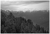 Forest and Great Western Divide at sunset. Sequoia National Park ( black and white)