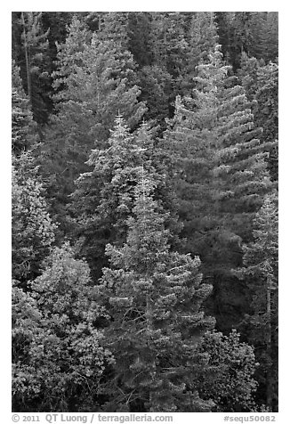Pine forest canopy. Sequoia National Park (black and white)