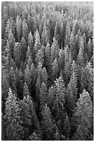 Evergreen forest from above. Sequoia National Park ( black and white)