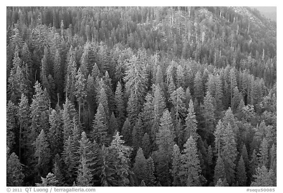 Evergreen forest seen from Moro Rock. Sequoia National Park (black and white)