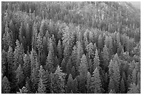 Evergreen forest seen from Moro Rock. Sequoia National Park ( black and white)
