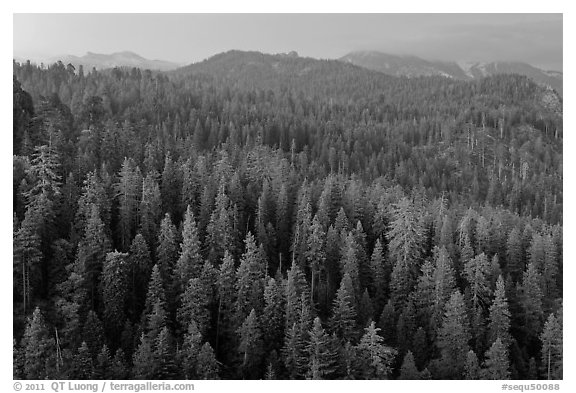 Forest and mountains at dusk. Sequoia National Park (black and white)