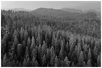 Forest and mountains at dusk. Sequoia National Park ( black and white)