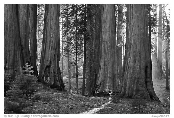 Group of backlit sequoias, early morning. Sequoia National Park (black and white)