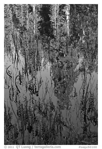 Sequoia trees reflected in pond, Huckleberry Meadow. Sequoia National Park (black and white)