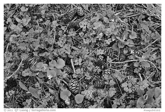 Close-up of forest floor with flowers, shamrocks, and cones. Sequoia National Park (black and white)