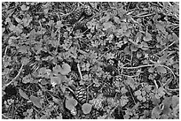 Close-up of forest floor with flowers, shamrocks, and cones. Sequoia National Park, California, USA. (black and white)
