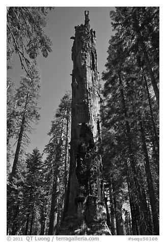 Dead Giant. Sequoia National Park (black and white)