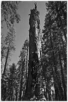 Dead Giant. Sequoia National Park ( black and white)